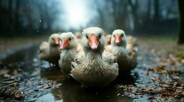 A bunch of white geese walking photo