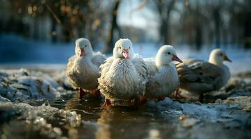 A bunch of white geese walking photo