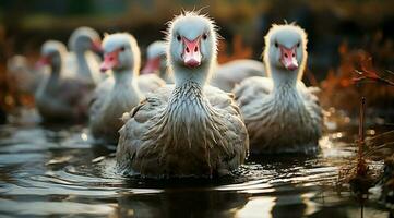 A bunch of white geese walking photo