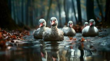 A bunch of white geese walking photo