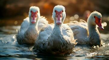 A bunch of white geese walking photo