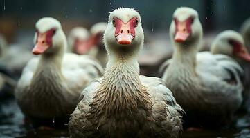 A bunch of white geese walking photo