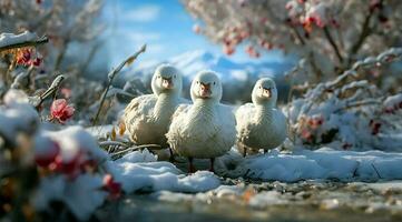 A bunch of white geese walking photo