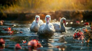 A bunch of white geese walking photo