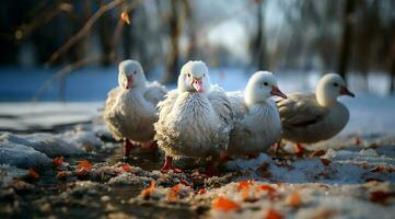 A bunch of white geese walking photo