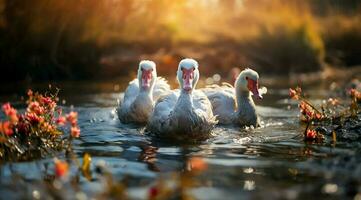 A bunch of white geese walking photo