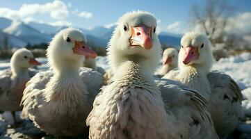 A bunch of white geese walking photo