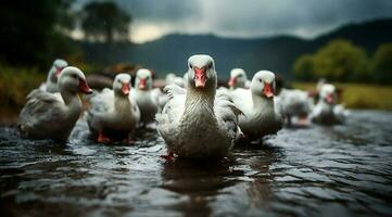 A bunch of white geese walking photo