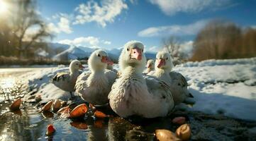 A bunch of white geese walking photo