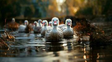 A bunch of white geese walking photo