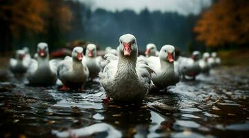 A bunch of white geese walking photo