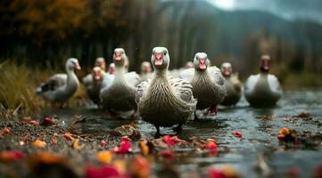 A bunch of white geese walking photo