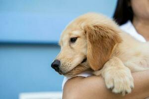 Woman embracing holding Golden Retriever puppy with copy space photo