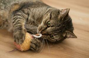 playful cat with ball toy photo