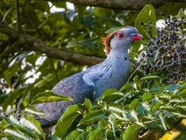 Topknot Pigeon in Australia photo