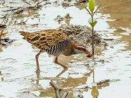 Buff-banded Rail in Australia photo