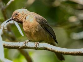 Dusky Honeyeater in Australia photo