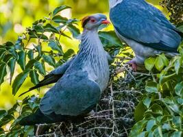 Topknot Pigeon in Australia photo