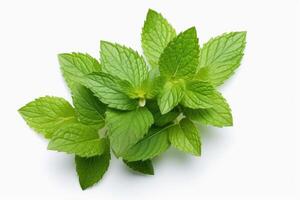 Mint leaves isolated on white background. photo