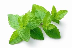 Mint leaves isolated on white background. photo