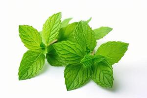 Mint leaves isolated on white background. photo