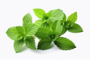 Mint leaves isolated on white background. photo