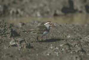 Three banded plover.Charadrius tricollaris, Kruger National Park, South Africa. photo