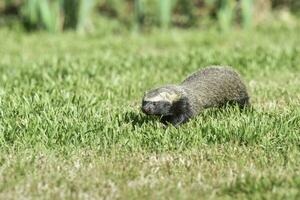 Little grison,Pampas, Patagonia, Argentina photo