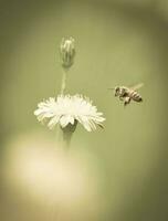 Bee on wild flowers photo