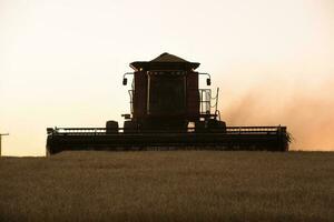 Harvester machine, harvesting in the Argentine countryside, Buenos Aires province, Argentina. photo