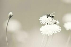 abeja en un salvaje flor, Patagonia foto