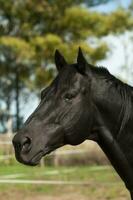 Black breeding horse, Portrait, La Pampa Province, Patagonia, Argentina. photo