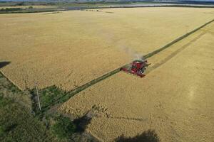 cebada cosecha aéreo vista, en la pampa, argentina. foto