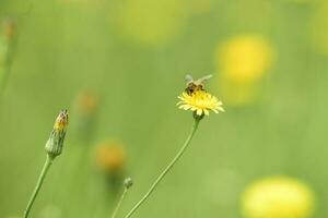 Bumblebee on a thistle, Patagonia photo