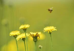 Bee on wild flowers photo