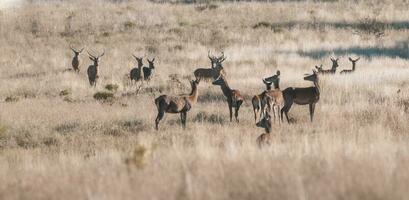 Red deer herd in Calden forest, La Pampa, Argentina. photo