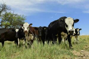 Steers fed on pasture, La Pampa, Argentina photo