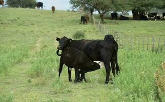 Cattle and  calf sucking, Argentine countryside,La Pampa Province, Argentina. photo