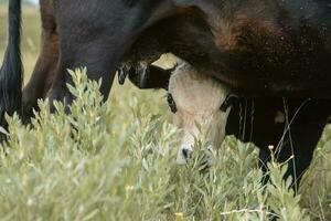 vacas y becerro succión, argentino campo, la pampa provincia, argentina. foto