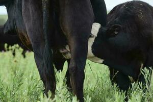 Cattle and  calf sucking, Argentine countryside,La Pampa Province, Argentina. photo