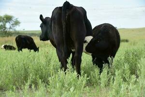 Cattle and  calf sucking, Argentine countryside,La Pampa Province, Argentina. photo