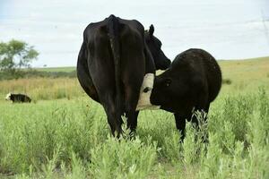 Cattle and  calf sucking, Argentine countryside,La Pampa Province, Argentina. photo