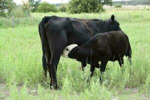 Cattle and  calf sucking, Argentine countryside,La Pampa Province, Argentina. photo