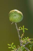 Calden Flower in Pampas forest environment, La Pampa Province, Patagonia, Argentina. photo