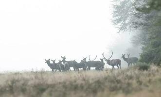 Red deer in the fog, Argentina, Parque Luro Nature Reserve photo