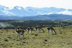 Guanacos grazing,Torres del Paine National Park, Patagonia, Chile. photo