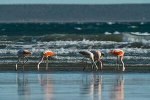 Flamingos feeding on a beach,Peninsula Valdes, Patagonia, Argentina photo