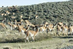 Guanacos grazing,Torres del Paine National Park, Patagonia, Chile. photo