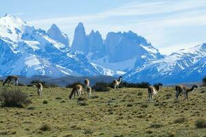 Guanacos grazing,Torres del Paine National Park, Patagonia, Chile. photo