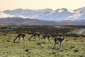 guanacos pastoreo,torres del paine nacional parque, Patagonia, Chile. foto